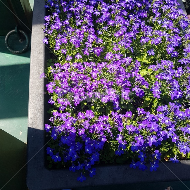 꽃,꽃잔디,보라색꽃,꽃밭,식물,보라색,purple,flower