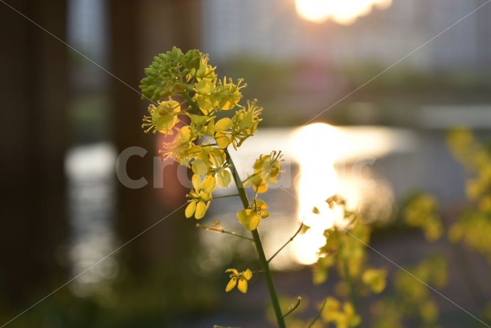 꽃보라동산,꽃,노란,일몰,빛,투과,투사,따뜻한,햇빛,휴식,힐링,rest,relaxation,healing,식물,자연,plants,nature,꽃,flower,감성,sensible,feeling