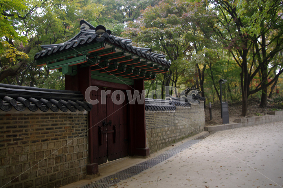 창덕궁,고궁,건축,전통건축,traditional,전통,기와지붕,담장,가을,fall,나무,식물,plant,단풍,잎,낙엽,가을,계절,fall,autumn,season,한국전통,한국문화,korean traditional,korean culture,랜드마크,landmark,tourist attraction,한국랜드마크,한국관광지,한국명소,korea landmark,korea tourist attraction,건축물,건물외관,exterior,building,structure,architecture,construction,outdoors,옥외