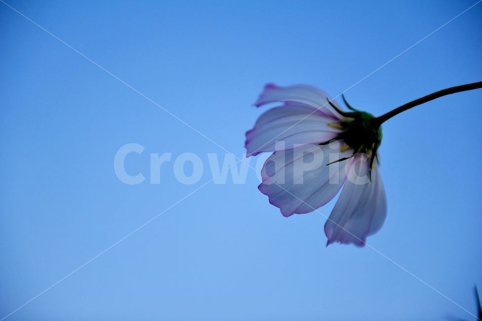코스모스,구리,야간,한송이,하늘,가을,계절,fall,autumn,season,식물,자연,plants,nature,꽃,flower,plant,petal,꽃잎,blossom