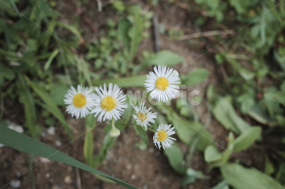 plant,식물,blossom,flower,꽃,flora,green,leaf,잎,초록,white,yellow,하얀꽃,흰꽃,하얀,흰,노란