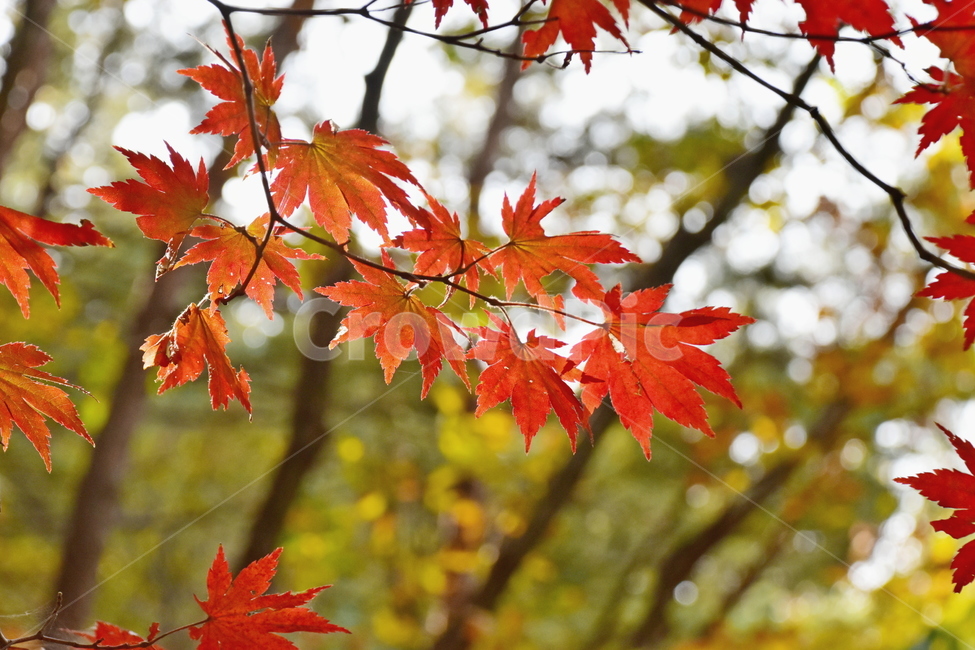 가을,단풍,자연,풍경,북한산,잎,단풍잎,붉은,나무,계절,계곡,숲,힐링,plant,fall,autumn,season,forestnature,landscape,한국자연풍경,한국자연경관,korea,tree,maple,leaf,가을,계절,fall,autumn,season,자연,풍경,nature,landscape,식물,plants,나무,trees,wood