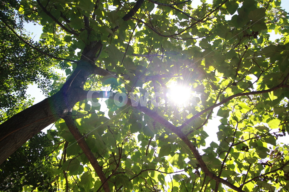 나무,초록,햇살,햇빛,tree,감성사진,자연,풍경,nature,landscape,휴식,힐링,rest,relaxation,healing,light,빛,flare,플레어