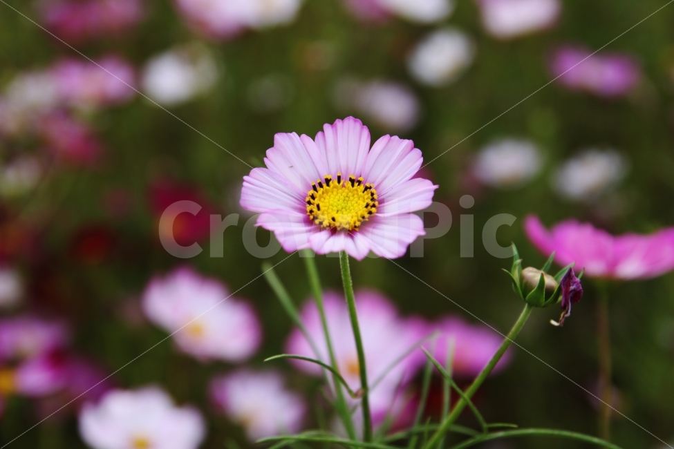 코스모스,가을,가을노래,가을여행,사랑,감사,희망,꽃,꽃사진,fall,autumn,season,plants,nature,flower,가을,계절,fall,autumn,season,식물,자연,plants,nature,꽃,flower,plant