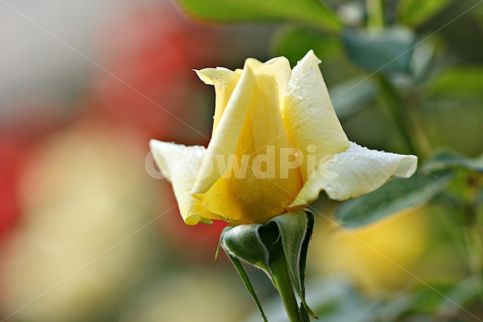 장미,봄,식물,축제,고백,공원,식물,자연,plants,nature,꽃,flower