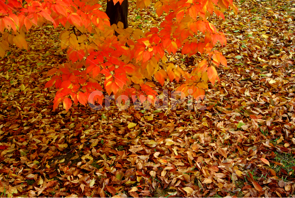 가을,단풍,노랑,계절,낙엽,서어나무,가을,계절,fall,autumn,season,leaf,잎,plant,식물,tree,나무,maple