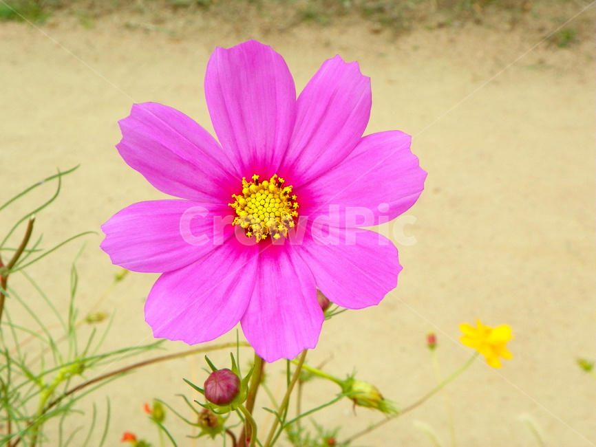 꽃,식물,꽃잎,플라워,코스모스,식물,자연,plants,nature,꽃,flower