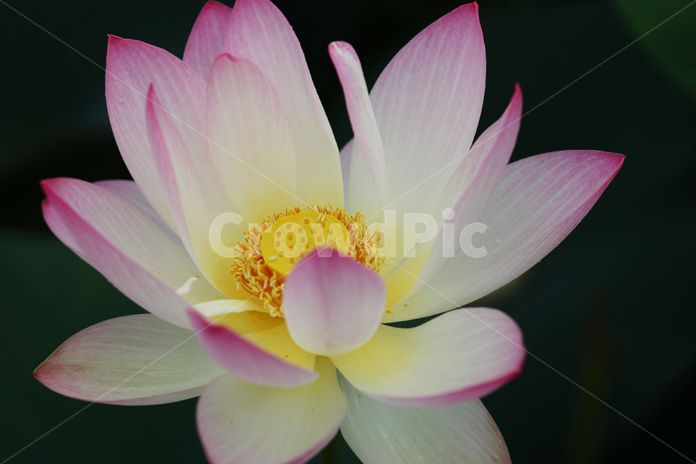 꽃,연꽃,plant,blossom,flower,pondlily,lotus,불교,식물,자연,plants,nature,꽃,flower