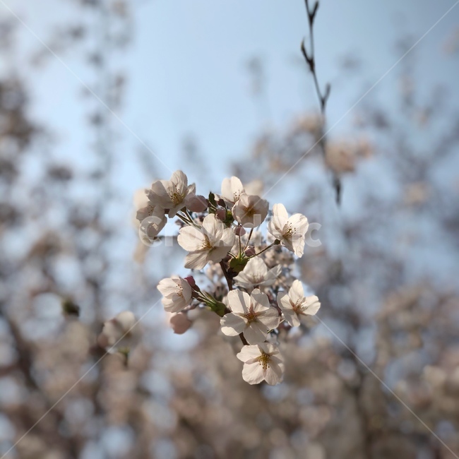 벚꽃,꽃,봄,식물,cherryblossom,flower,plant