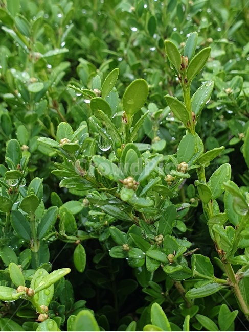식물,비,물방울,rain,깨끗한,초록,green,잎사귀,plant,leaf,잎,비오는날