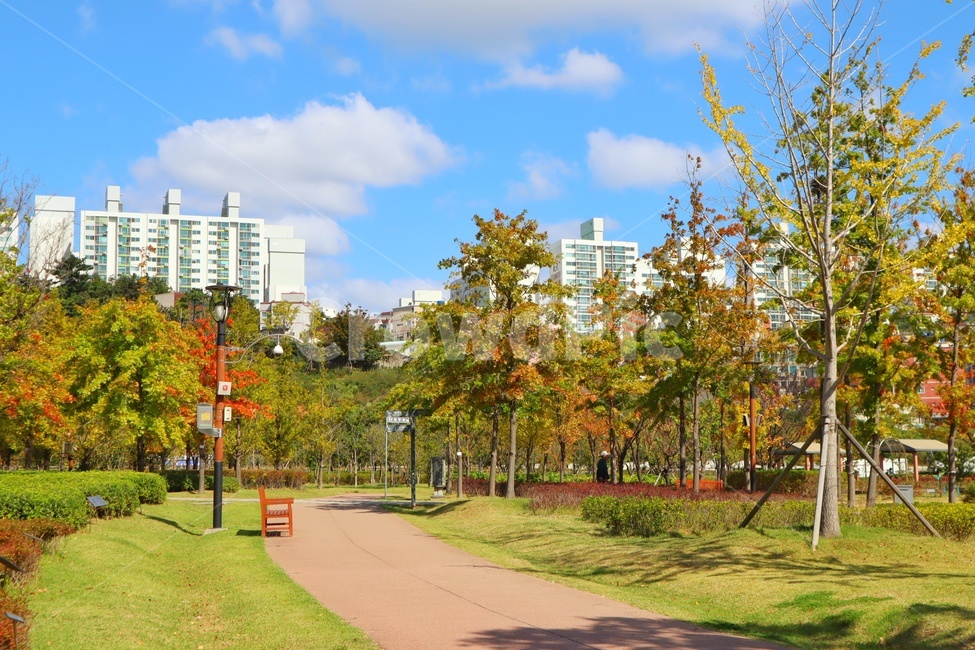 plant,식물,tree,나무,grass,잔디,공원,autumn,가을,park