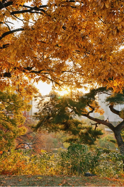 나무,tree,단풍,maple,가을,fall,autumn,빛,light,plant,식물,가을,계절,fall,autumn,season,자연,풍경,nature,landscape,tree trunk,나무 줄기,leaf,잎