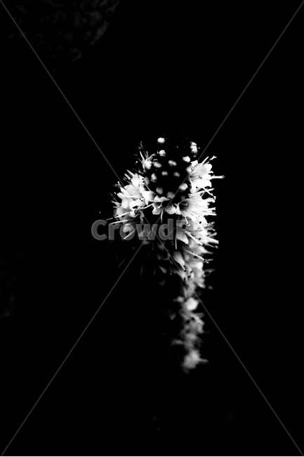 허브꽃,접사,흑백,민트꽃,꽃,식물,자연,plants,nature,꽃,flower,흑백,모노톤,monochrome,black and white