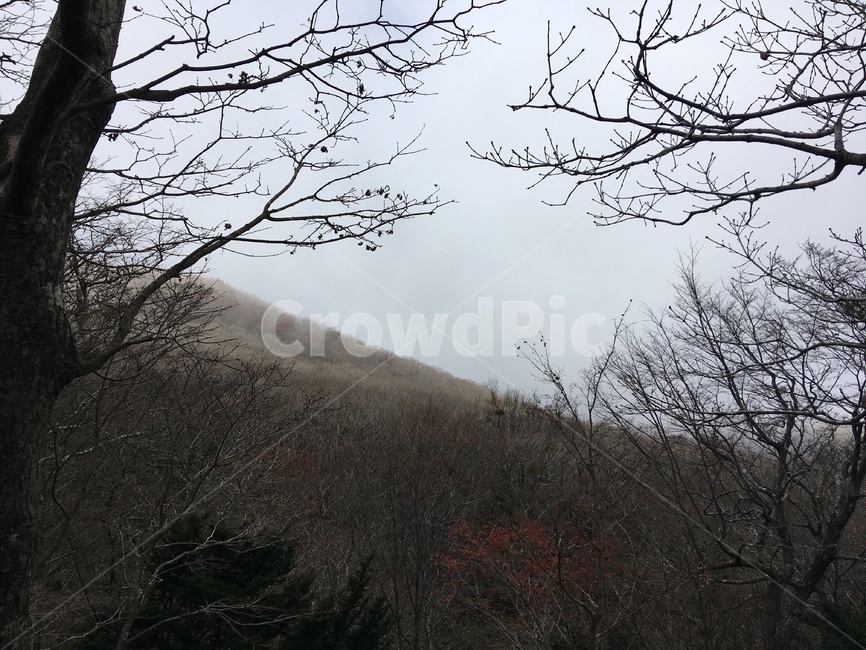 제주,한라산,나무,산,가을