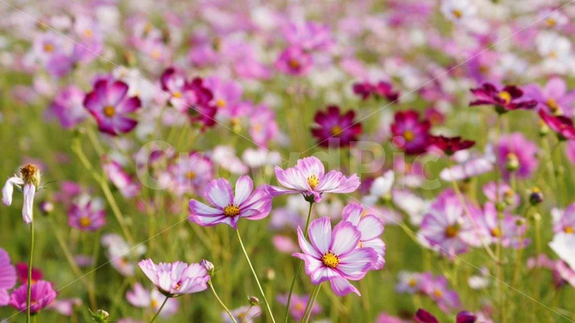 코스모스,가을,꽃,꽃사진,식물,가을,계절,fall,autumn,season,식물,자연,plants,nature,꽃,flower,geranium,제라늄,plant,blossom,petal,꽃잎