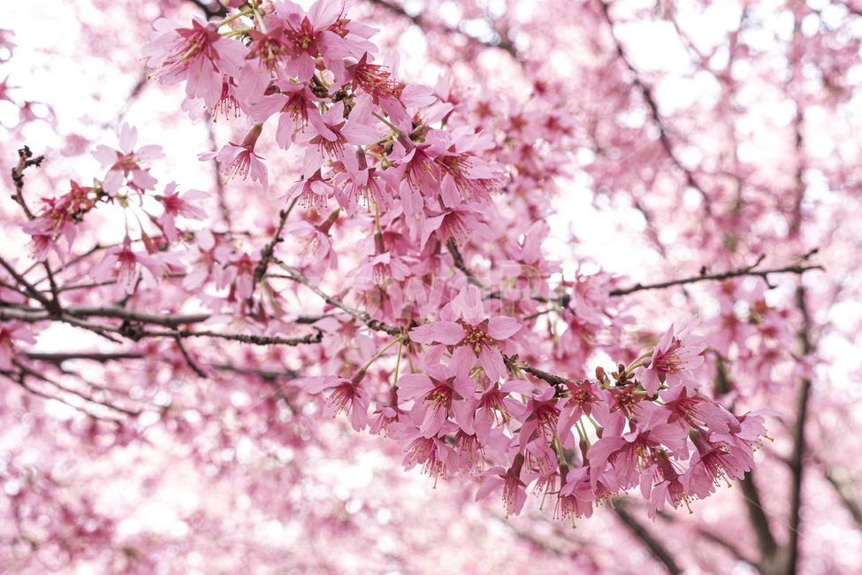 plant,식물,blossom,flower,꽃,봄,벚꽃,확대,분홍,핑크,햇빛,빛,화사한,cherry,spring,closeup,fresh,bloom,식물,자연,plants,nature,꽃,flower