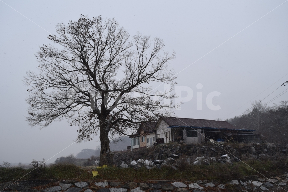 비내섬,눈,풍경,자연,집,여행,시골풍경,이미지사진,감성사진,자연,풍경,nature,landscape,겨울,계절,winter,season,시골,마을,country,rural,town,tree,나무,plant,식물