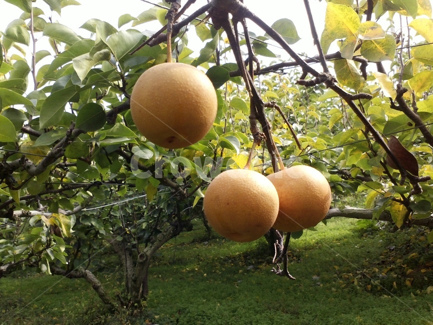 배,과수,열매,장미과,교목성낙엽과수,pear