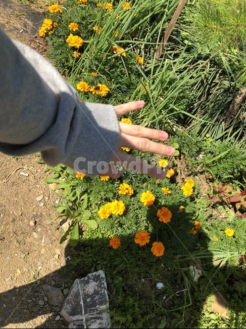 봄,spring,들꽃,꽃,flower