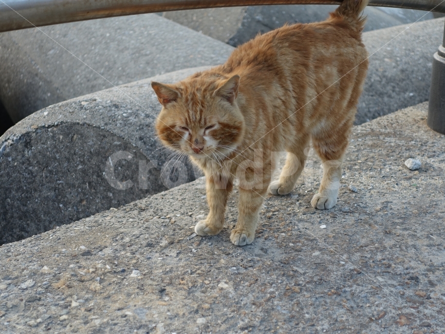 고양이,냐옹이,캣,동물,야옹이,길고양이,길냥이,야옹,동물,animal,고양이,cat,kitten,kitty,포유류,mammal