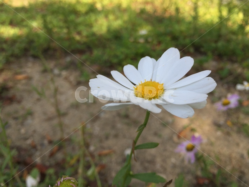 식물,flower,plant,데이지,blossom,daisies,식물,자연,plants,nature,꽃,flower