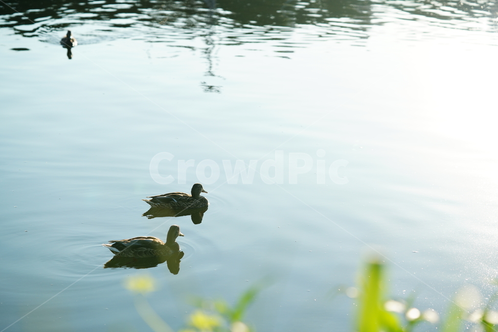 오리,새,생물,동물,duck,bird,생명,water,물,outdoors,animal,동물,animal,조류,새,birds
