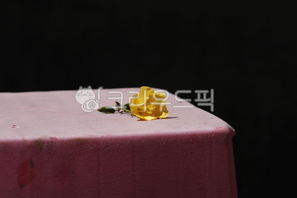 yellowhibiscus,히비스커스,노란꽃,lonely,warm,santamonica