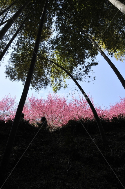 대나무,bamboo,대나무밑둥,대나무숲,광양매화축제,광양,큰대나무,홍매화대나무,홍매화,대나무홍매화
