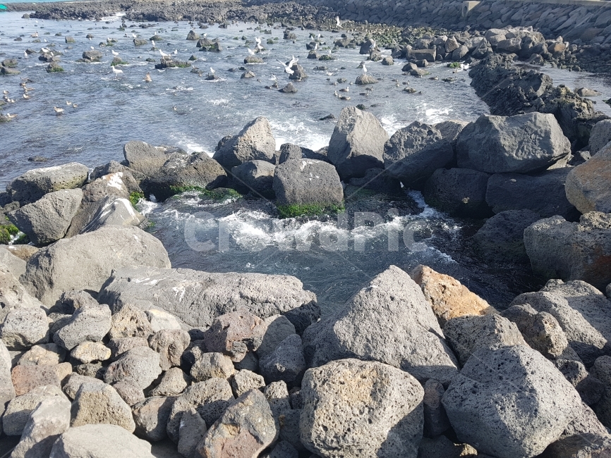 제주도,제주,바다,돌담,새,철새,풍경,감성,웅덩이,자연,풍경,nature,landscape,한국자연풍경,한국자연경관,korea nature landscape,제주도,jeju,jeju island,동물,animal,조류,새,birds,rubble,파편,ground,바닥