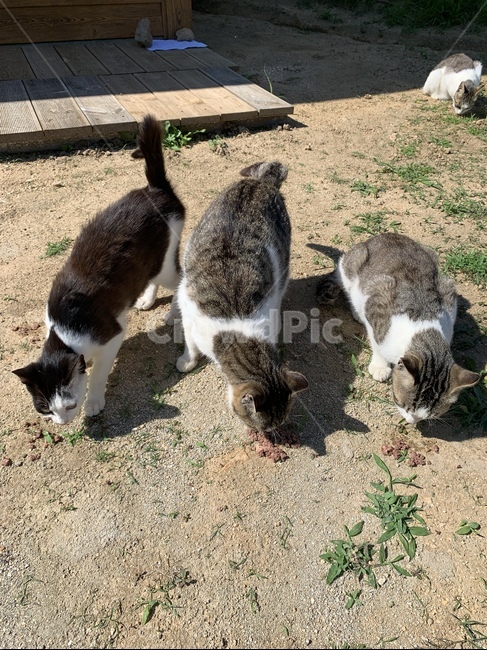 고양이,야옹이,길고양이,귀여움,더움,여름,피서,밥,식사,사료,참치