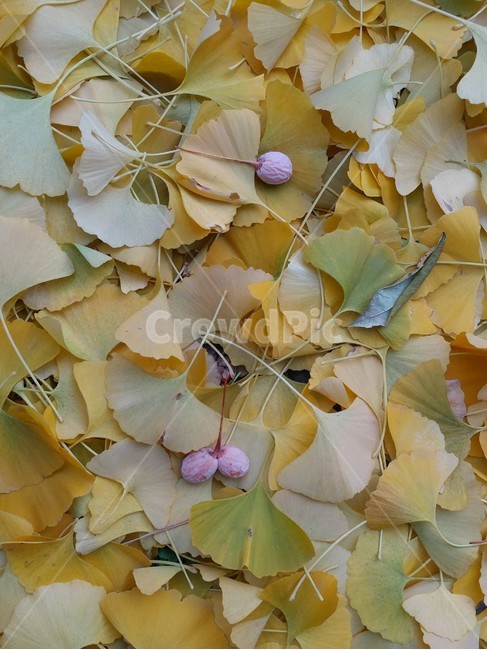 은행,낙엽,은행잎,가을,열매,정서,추억,가을,계절,fall,autumn,season,식물,자연,plants,nature,과일,열매,fruit,leaf,잎,plant