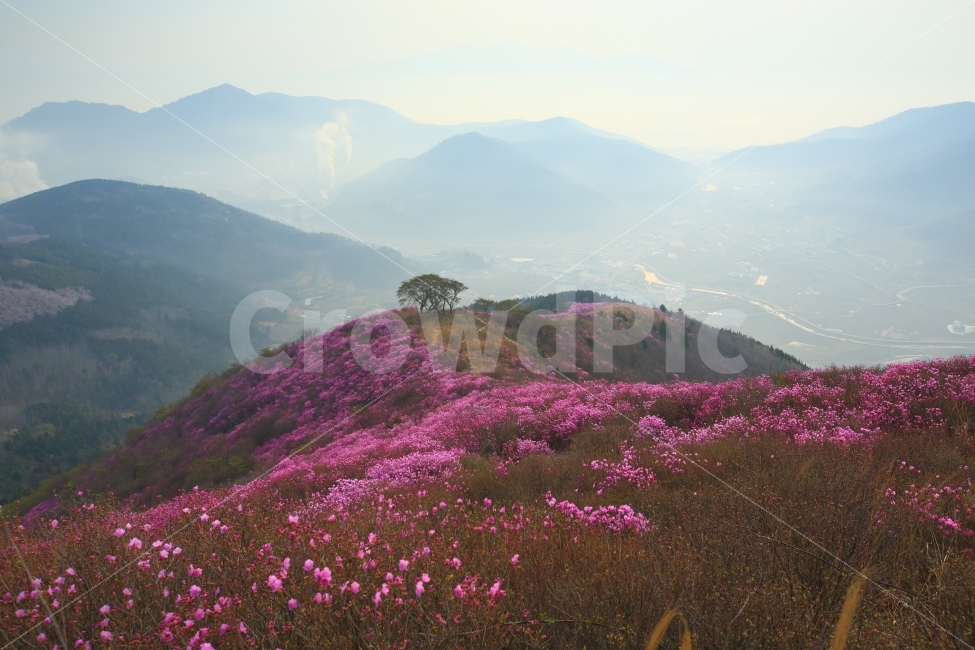 여수,영취산,진달래,일출,봄,식물,나무,꽃,자연,풍경,자연,풍경,nature,landscape,한국자연풍경,한국자연경관,korea nature landscape,outdoors,옥외