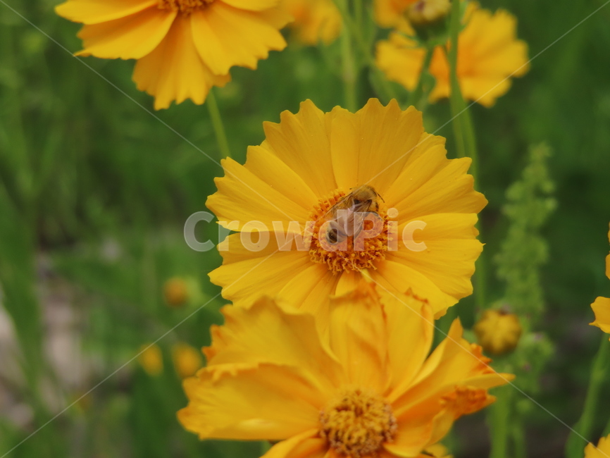 금잔화,coreopsis,노랑,노랑꽃,꽃,벌,곤충,자연