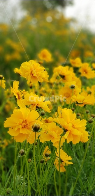금계국,노랑,봄,풍경,맑음,봄,계절,spring,season,식물,자연,plants,nature,꽃,flower,plant