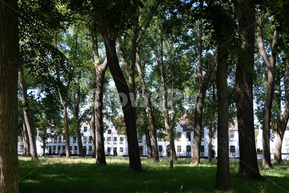 나무,숲,풍경,초록,공원,잔디,green,tree,forest,원근법