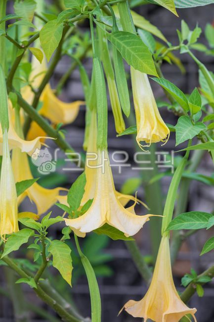 green,nature,yellow,leaf,flower,outdoor,brugmansiasuaveolens,angel trumpet,angels trumpet,petal,Kidachi Datura,angiosperms,plant,brugmansia