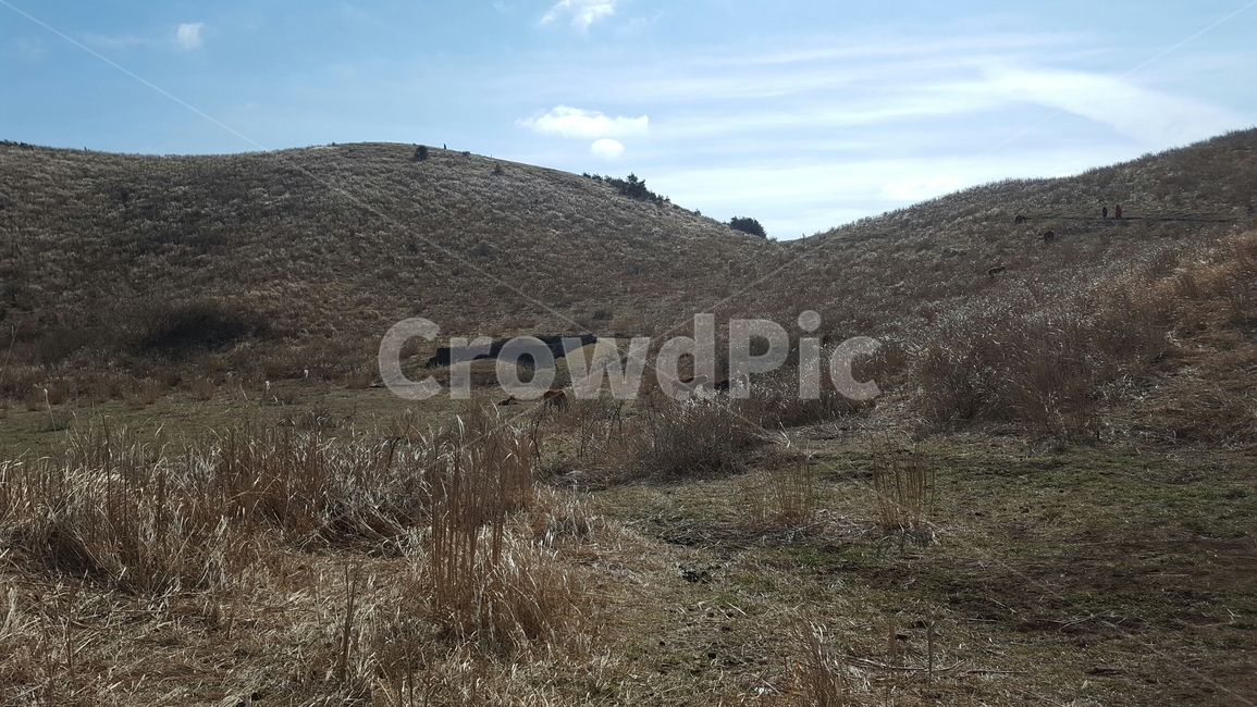 풍경,제주도,하늘,들판,구름,자연,풍경,nature,landscape,outdoors,옥외