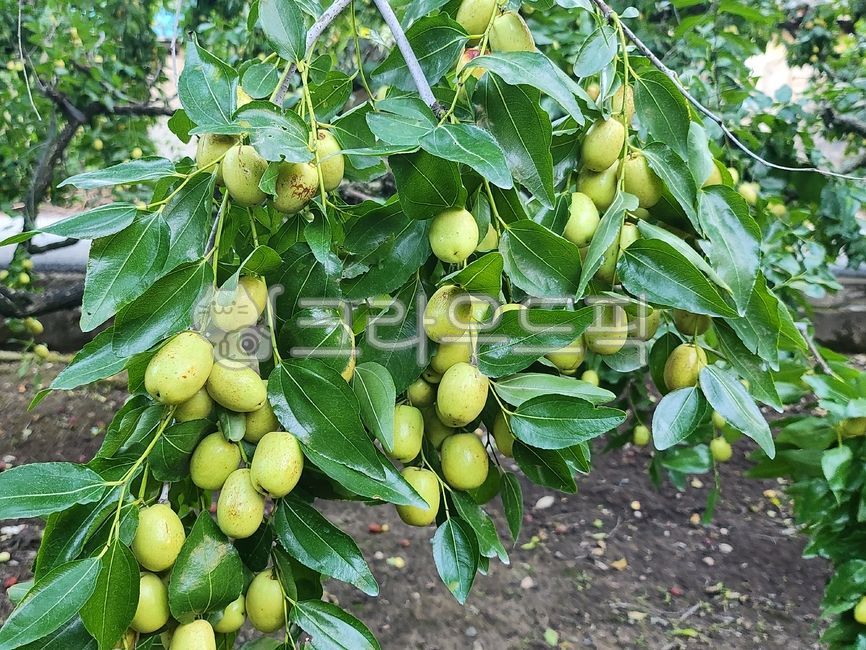 대추,생대추,대추나무,초록대추,풋대추,나무,과일,잎,열매,자연,식물,대추잎,농산물,가을,대추나무잎,사과대추,음식,식품,식재료,food,cook,fruit,과일나무