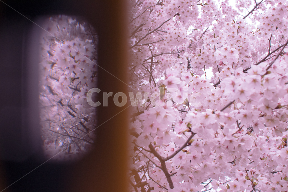 봄,벚꽃,핑크,꽃,분홍색,핑크색,감성,봄,계절,spring,season,식물,자연,plants,nature,꽃,flower,plant,blossom