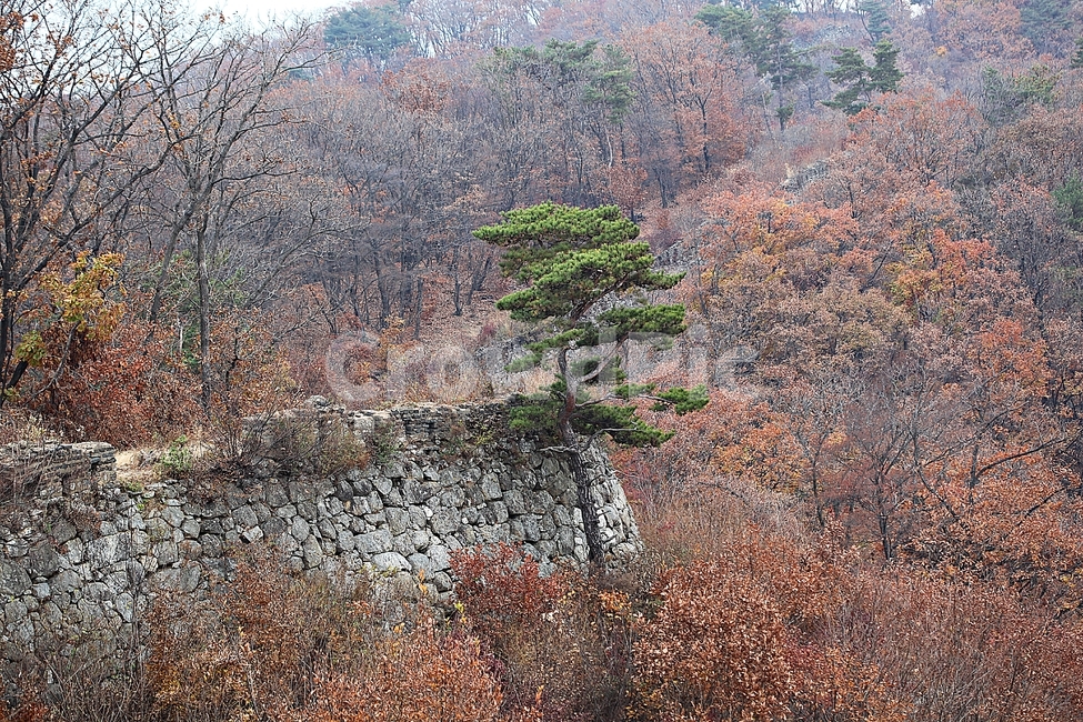 남한산성,성,성곽,단풍,낙엽,길,둘레길,숲,숲길,담,돌담,가을,자연,풍경,벽,울긋불긋,산성,식물,가을,계절,fall,autumn,season