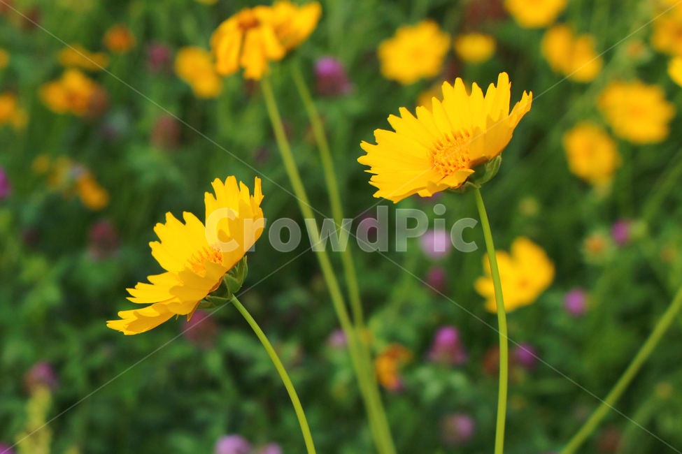 감성사진,자연,하늘,꽃풍경,풍경사진,색감,flower,sky,summer,nature,color,yellow,purple,green,식물,자연,plants,nature,꽃,flower