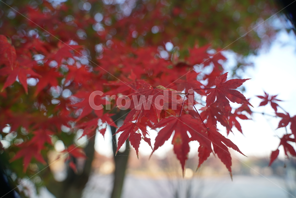 plant,식물,leaf,잎,tree,나무,단풍,maple,가을단풍,가을,엽록소,가을,계절,fall,autumn,season