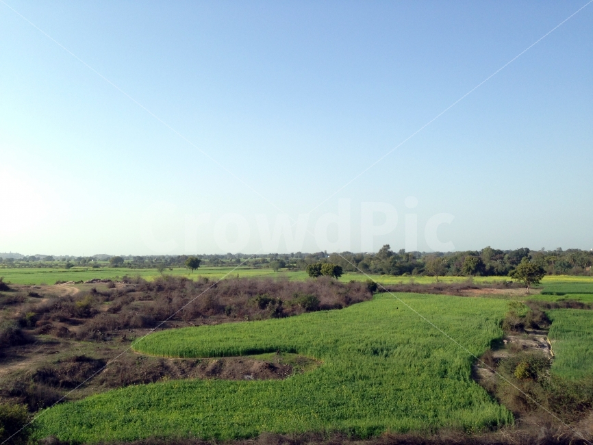 인도,논,밭,농촌풍경,농촌,자연,풍경,nature,landscape,시골,마을,country,rural,town,해외,외국,세계,foreign,oversea,world,outdoors,옥외,field,들,grassland,목초지