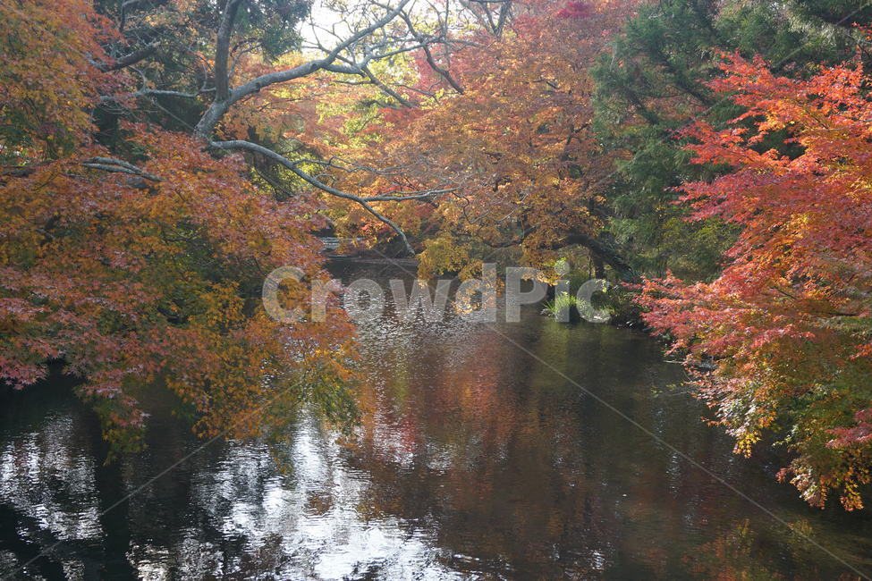 일본,단풍,가을,fall,leaves,tree,autumn,강,단풍잎,산책,가을풍경,단풍구경,가을,계절,fall,autumn,season,자연,풍경,nature,landscape,나무,maple,plant,식물