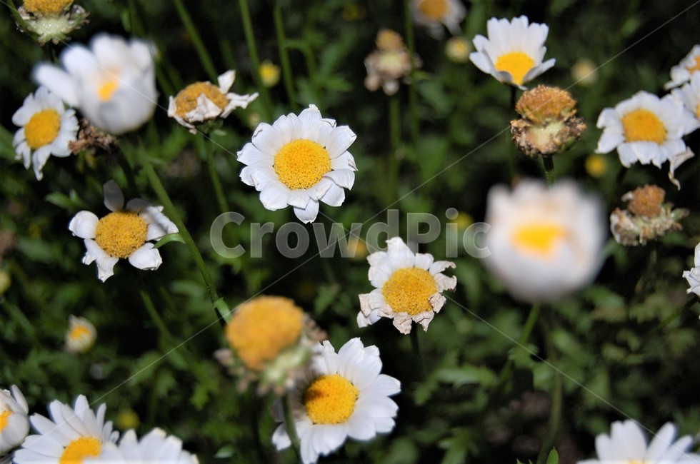 들꽃,chamomile,캐모마일,daisy,blossom,flower,daisies,식물,plant,꽃,데이지