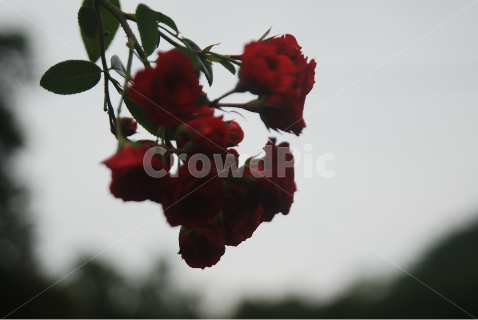 장미,빨간,식물,가을,녹색,식물,자연,plants,nature,꽃,flower
