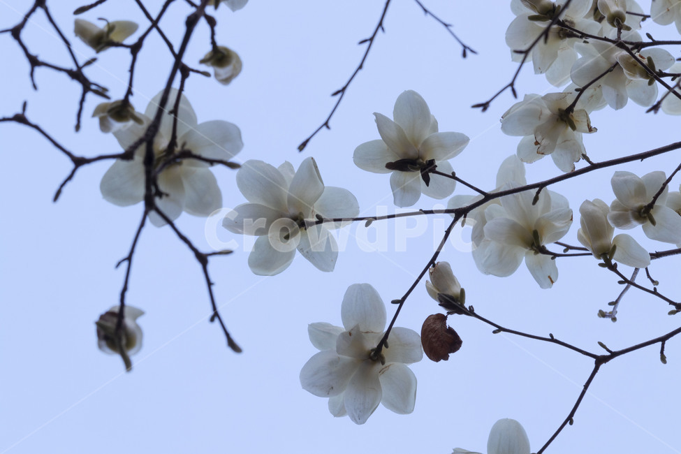 목련,백목련,봄꽃,목련꽃,흰목련,식물,자연,plants,nature,꽃,flower