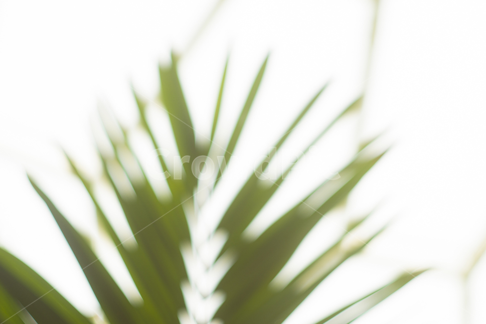 심도,plant,식물,초점,나무,잎,deep,식물원,천장,초록,감성,감성사진,느낌,필름,필름사진,film,식물,자연,plants,nature