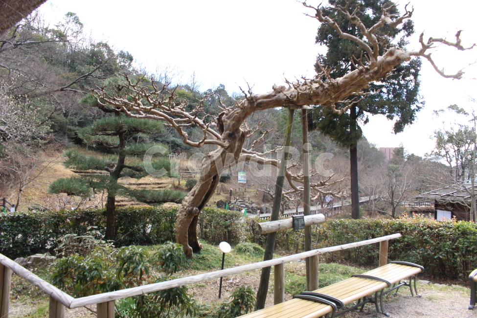 pine tree,Nagoya,Quiet,tree,landscape