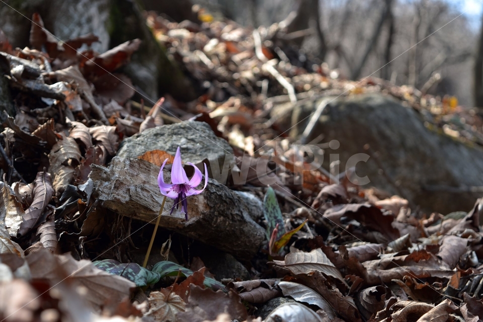얼레지,봄,야생화,꽃,화야산,경기도,봄꽃,감성,햇살,그림자,Erythroniumjaponicum,가재무릇,백합과,얼레지속,바람난여인,질투,식물,식생,자연,식물,자연,plants,nature,꽃,flower